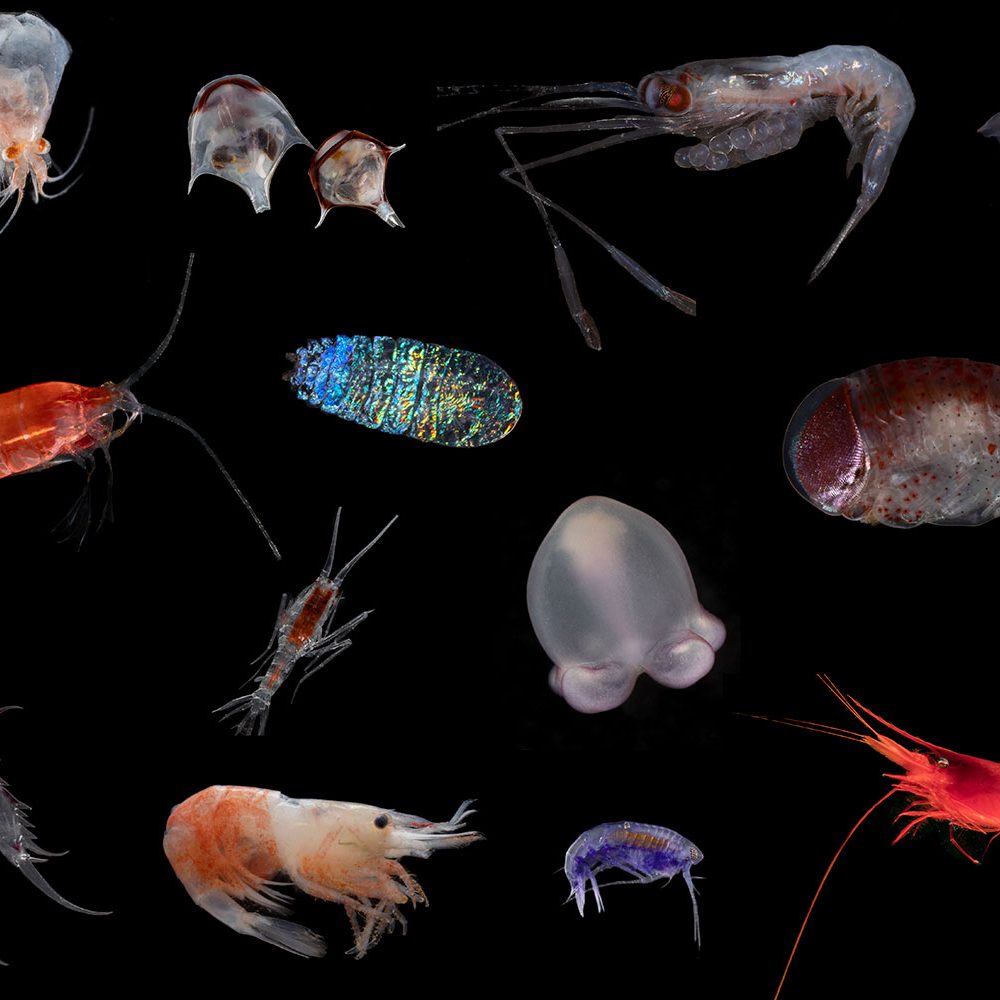 invertebrate diversity