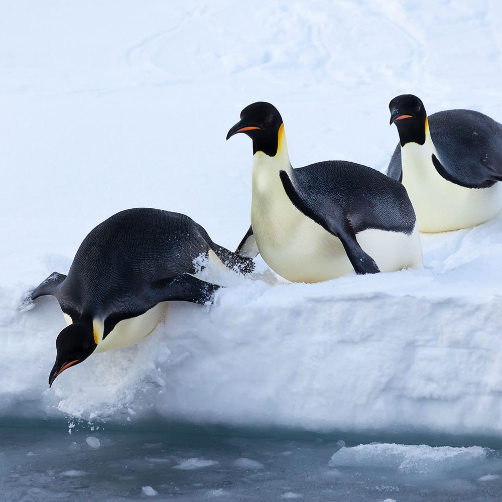 penguins